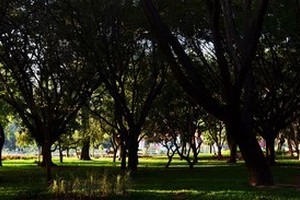 Cubbon Park near Bangalore Palace and Grounds