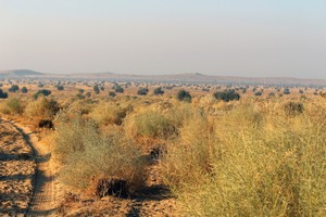 Desert National Park, DNP, Jaisalmer