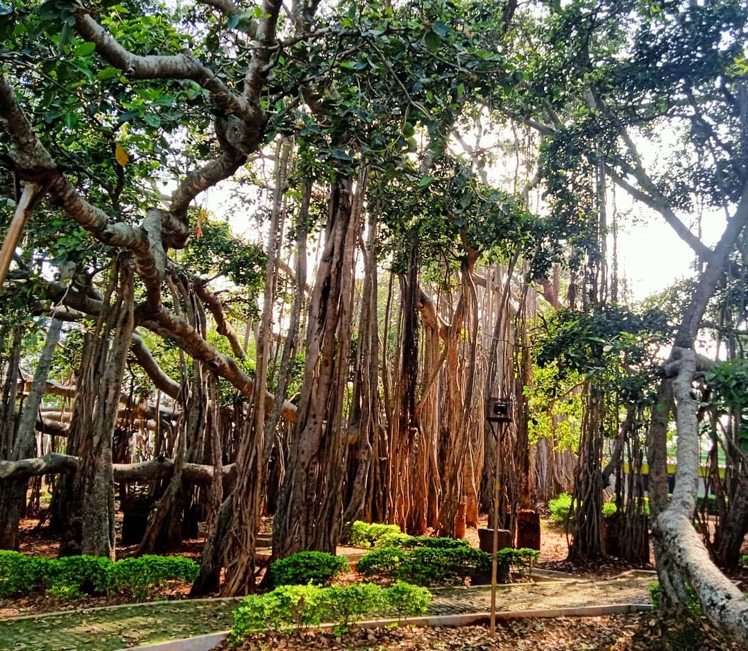 Dodda Alada Mara, Big Banyan Tree, Bengaluru