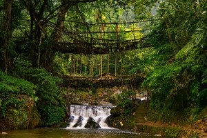 Double Decker Living Root Bridge near Langshiang Falls
