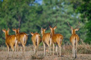 Kanha National Park, Kanha Tiger Reserve, Mandla