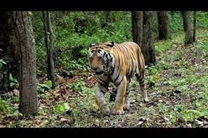 Shettihalli-Wildlife-Sanctuary7149.jpg