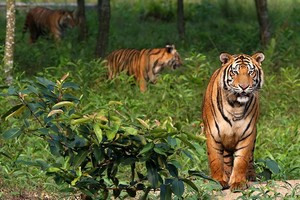 Sundarbans National Park near Dooars