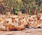 Top Wildlife Sanctuaries in Gujarat